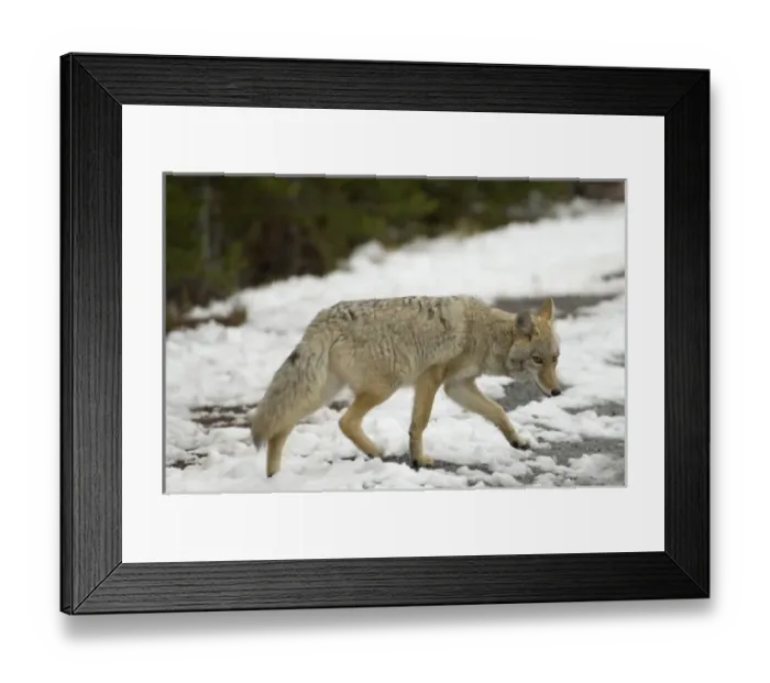 Framed Print : USA, North America, Wyoming Framed Print : USA, North America, Wyoming