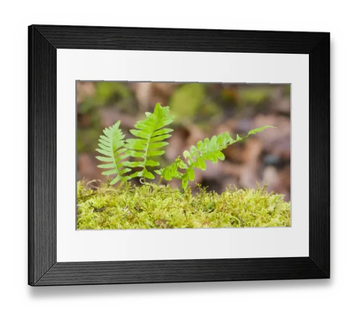 Framed Print : USA, North America, Washington