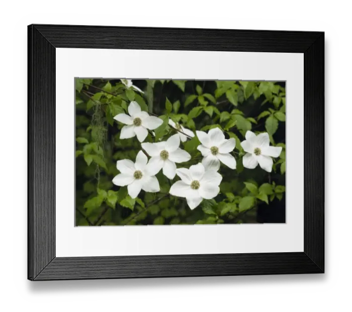 Framed Print : USA, Washington, Pacific Dogwood, (Cornus nuttalli), Flowers, Gifford Pinchot National Forest, May Framed Print : USA, Washington, Pacific Dogwood, (Cornus nuttalli), Flowers, Gifford Pinchot National Forest, May