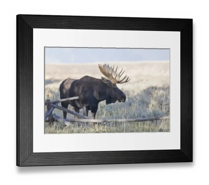 Framed Print : WY, Grand Teton National Park, Bull Moose, (Alces alces)