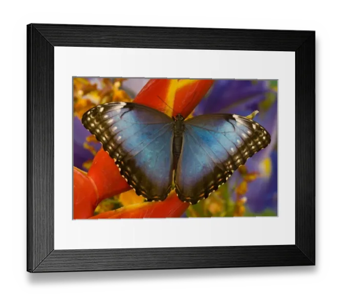 Framed Print : Sammamish Washington Tropical Butterfly photograh of female Morpho peleides the Common Framed Print : Sammamish Washington Tropical Butterfly photograh of female Morpho peleides the Common