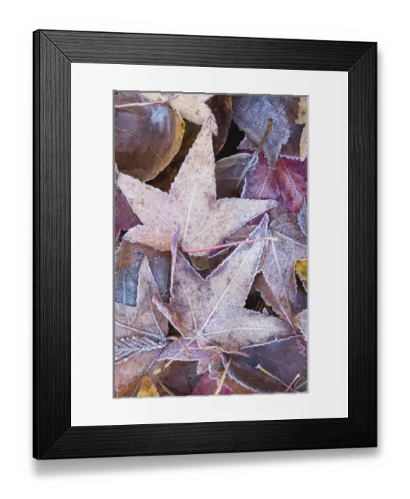 Framed Print : USA, WA, Frost on Sweet Gum Leaves (Liquidambar styraciflua) Framed Print : USA, WA, Frost on Sweet Gum Leaves (Liquidambar styraciflua)