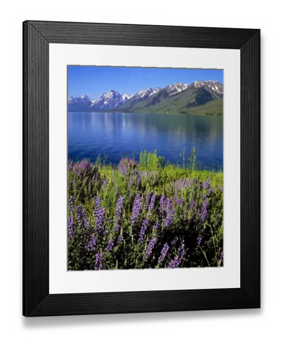 Framed Print : USA, Wyoming, Grand Teton NP. Purple lupine bloom on the shores of Jackson Lake Framed Print : USA, Wyoming, Grand Teton NP. Purple lupine bloom on the shores of Jackson Lake
