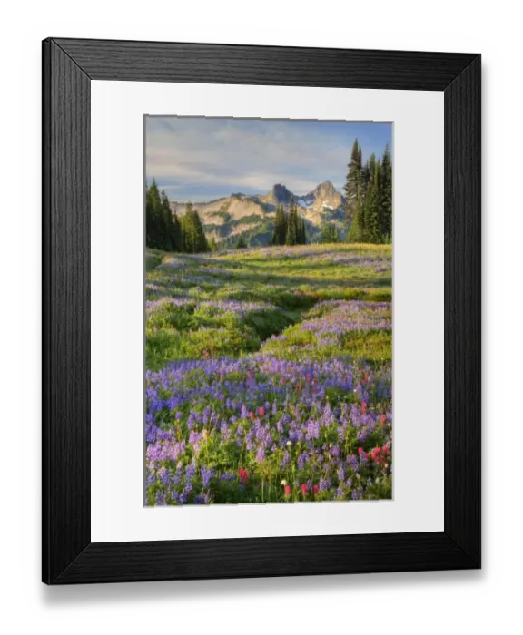 Framed Print : USA, Washington, Mt. Rainier NP, Tatoosh Range and wildflowers, view from Mazama Ridge