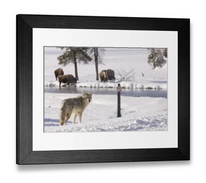 Framed Print : North America, USA, Wyoming, Yellowstone National Park. Coyote approaching a river with Bison