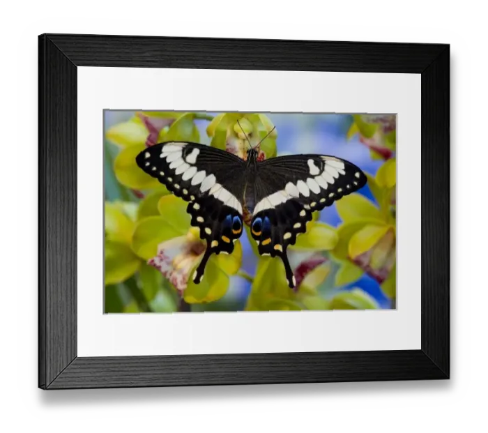 Framed Print : Unknown. Sammamish, Washington Tropical Butterfly Photograph of Papilio Framed Print : Unknown. Sammamish, Washington Tropical Butterfly Photograph of Papilio