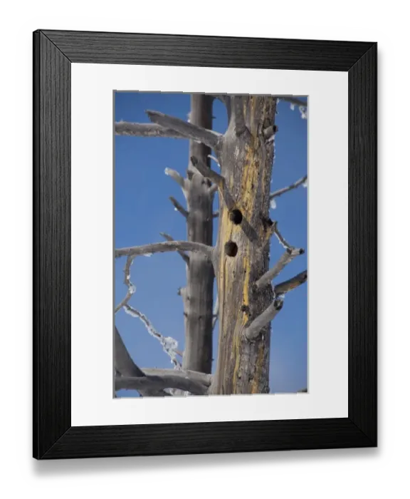 Framed Print : USA, Wyoming. Yellowstone National Park. Bird nesting site in dead tree with frost Framed Print : USA, Wyoming. Yellowstone National Park. Bird nesting site in dead tree with frost
