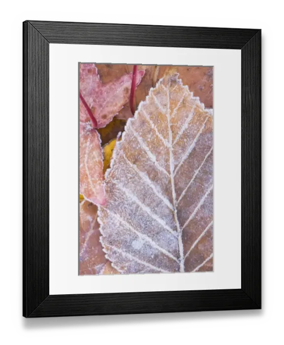 Framed Print : USA, WA, Frost on Paper Birch Leaf (Betula papyrifera) Framed Print : USA, WA, Frost on Paper Birch Leaf (Betula papyrifera)