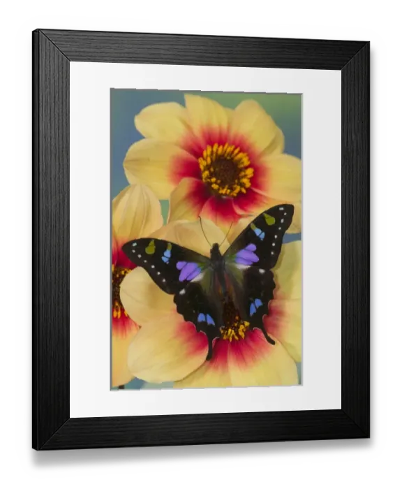 Framed Print : USA, North America, Washington Framed Print : USA, North America, Washington