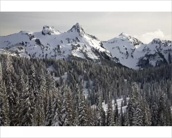 WA, Mt. Rainier NP, Snow covered trees with Tatoosh Range and Pinnacle Peak