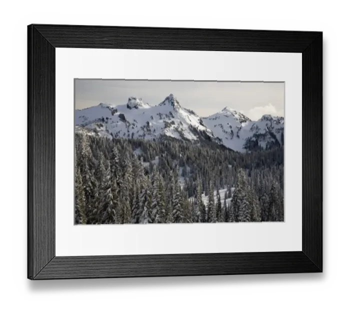 Framed Print : WA, Mt. Rainier NP, Snow covered trees with Tatoosh Range and Pinnacle Peak Framed Print : WA, Mt. Rainier NP, Snow covered trees with Tatoosh Range and Pinnacle Peak