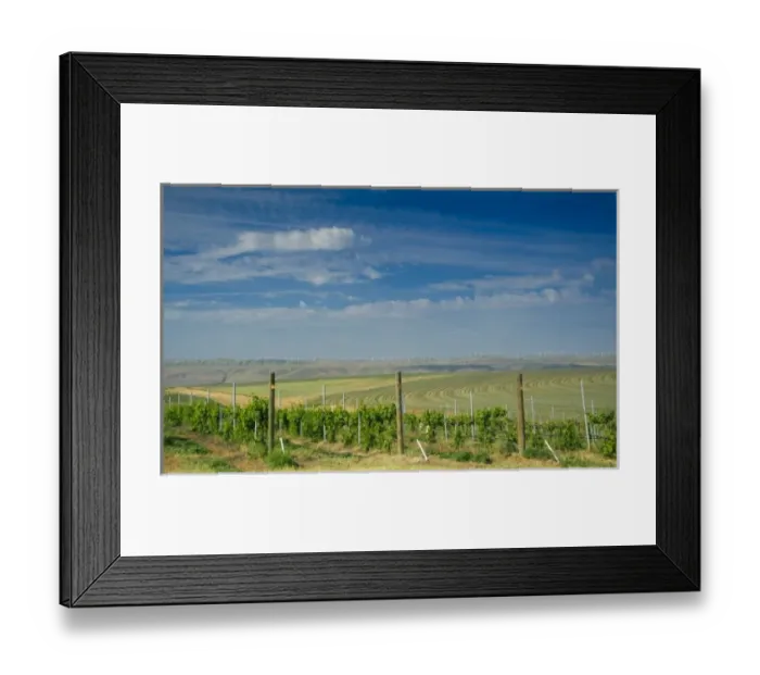 Framed Print : USA, Washington, Walla Walla. Rows of wine grapes ripen in the Walla Walla sun