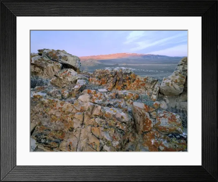 Framed Print : Wyoming. USA. Lichen-covered rock at sunrise. Great Divide Basin. Bull Springs Rim in distance
