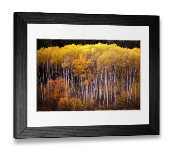Framed Print : Grove of Aspen Trees Framed Print : Grove of Aspen Trees