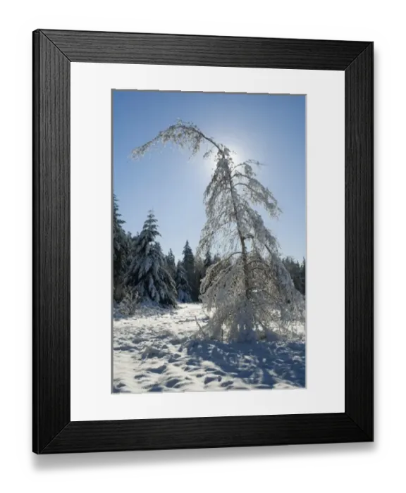Framed Print : North America, USA, WA, Whidbey Island. Backlit snow scene Framed Print : North America, USA, WA, Whidbey Island. Backlit snow scene