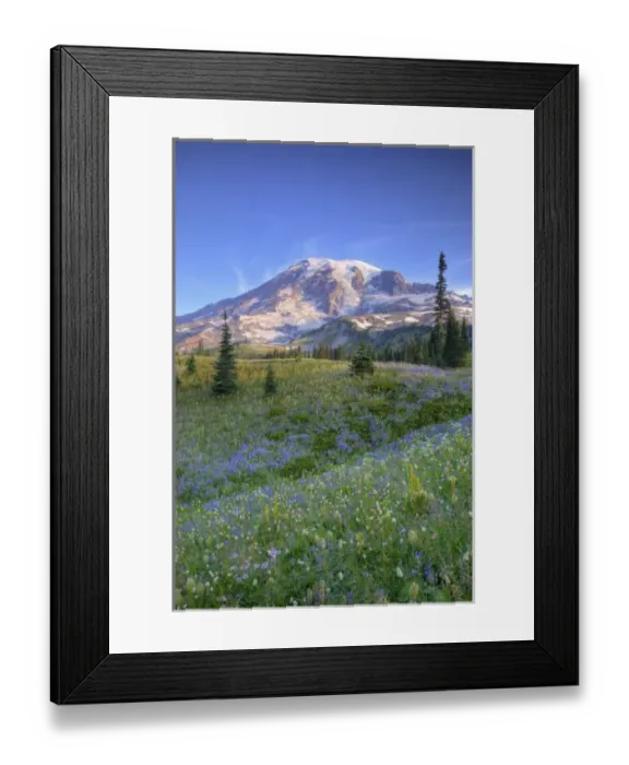 Framed Print : USA, Washington, Mt. Rainier NP, Mt. Rainier and wildflowers at Mazama Ridge Framed Print : USA, Washington, Mt. Rainier NP, Mt. Rainier and wildflowers at Mazama Ridge