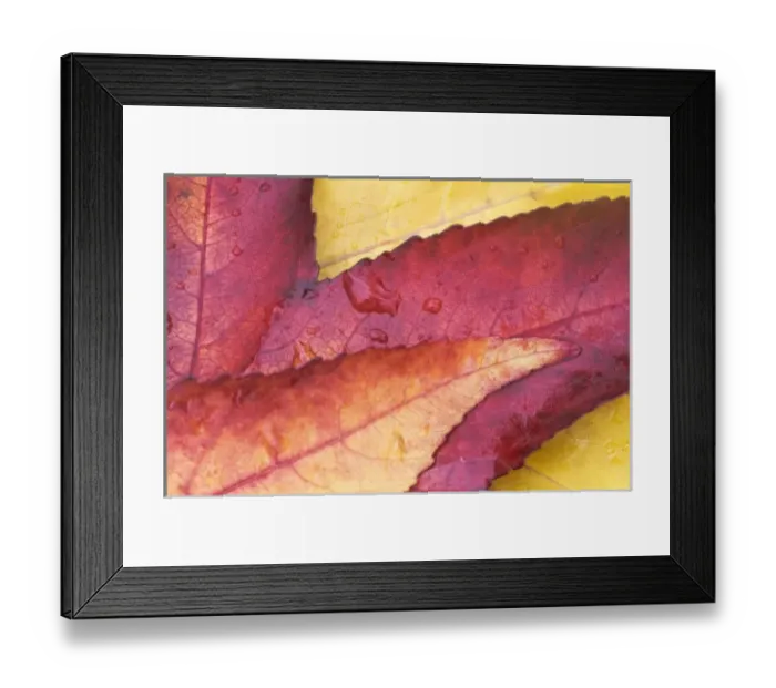 Framed Print : USA, WA, Sweet Gum Leaf Detail