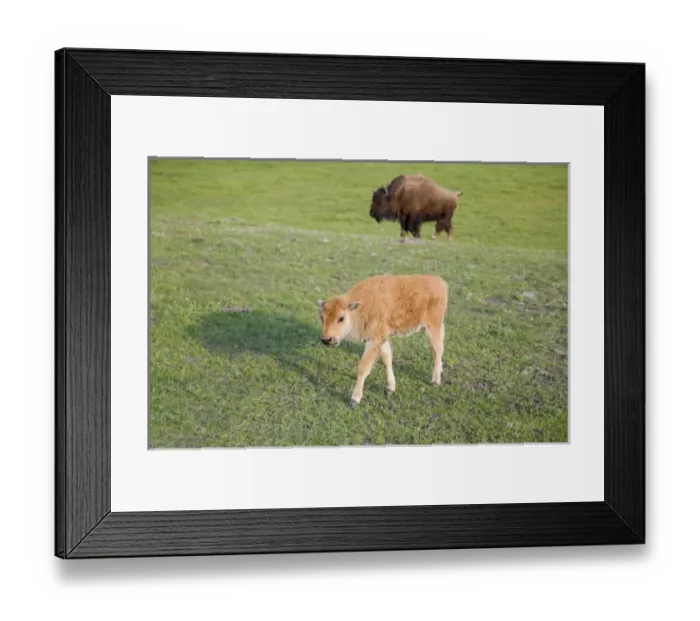 Framed Print : USA, North America, Wyoming Framed Print : USA, North America, Wyoming