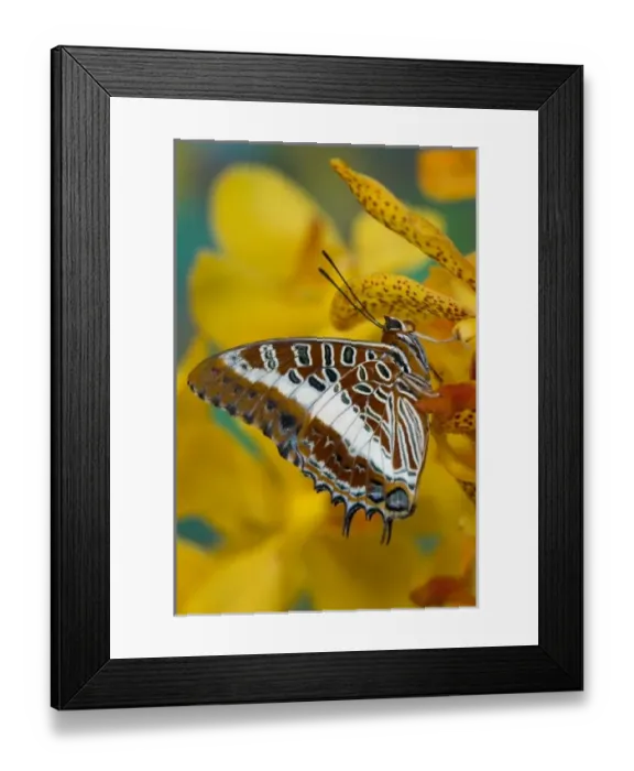 Framed Print : USA, North America, Washington Framed Print : USA, North America, Washington