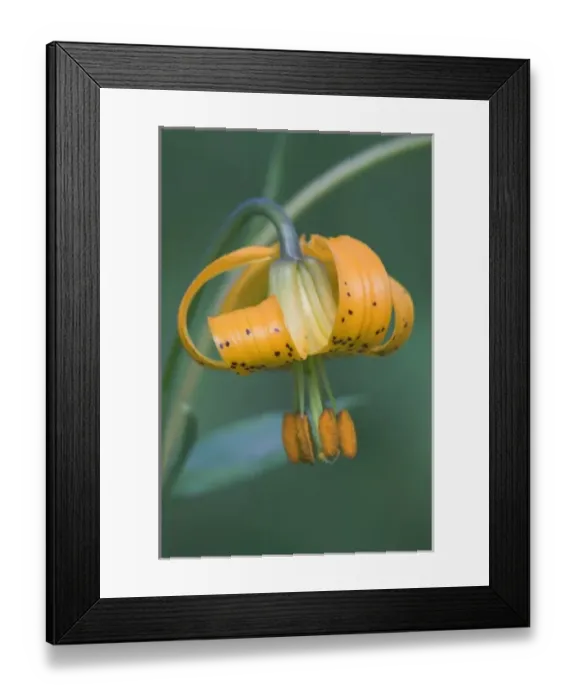 Framed Print : USA, North America, Washington