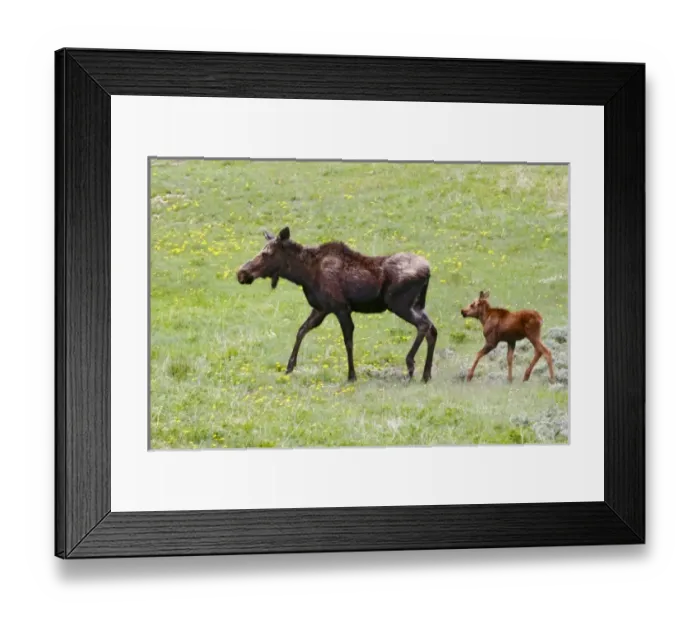Framed Print : USA, North America, Wyoming Framed Print : USA, North America, Wyoming