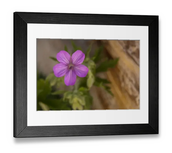 Framed Print : Pink Wildflower in Yellowstone NP Framed Print : Pink Wildflower in Yellowstone NP