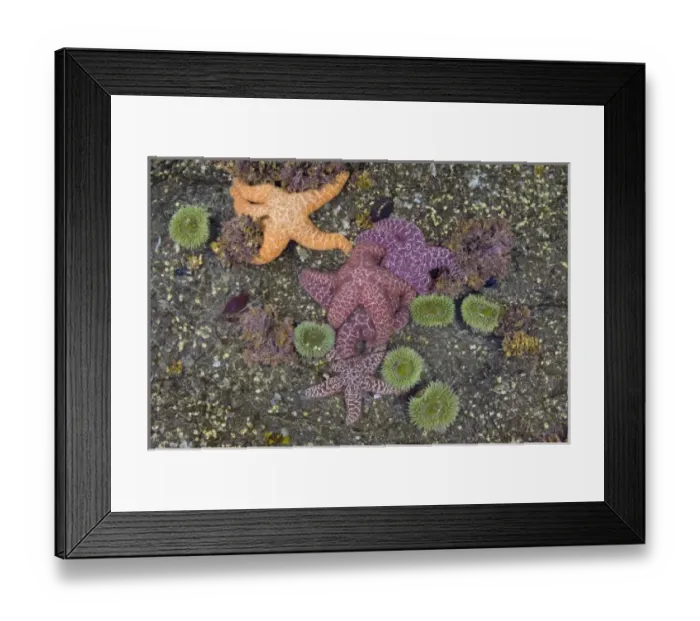 Framed Print : USA, North America, Washington Framed Print : USA, North America, Washington