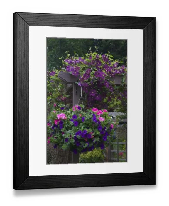 Framed Print : Garden designs in our Garden Sammamish, Washington Framed Print : Garden designs in our Garden Sammamish, Washington
