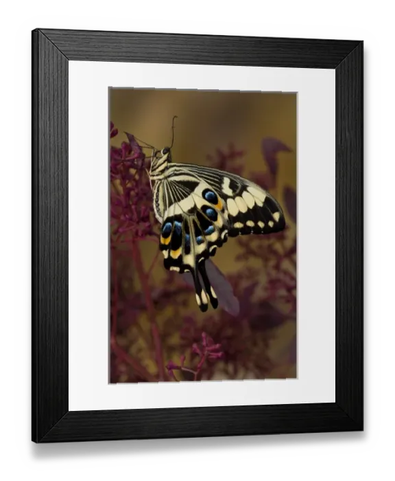 Framed Print : Sammamish, Washington Tropical Butterfly Photograph of Papilio ophidicephalus