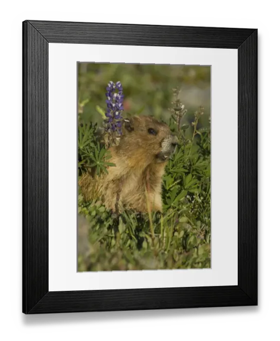 Framed Print : USA, North America, Washington