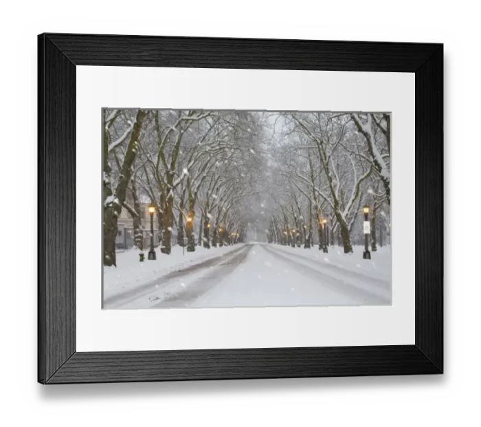 Framed Print : WA, Seattle, University of Washington, Snow covered trees and falling snow Framed Print : WA, Seattle, University of Washington, Snow covered trees and falling snow