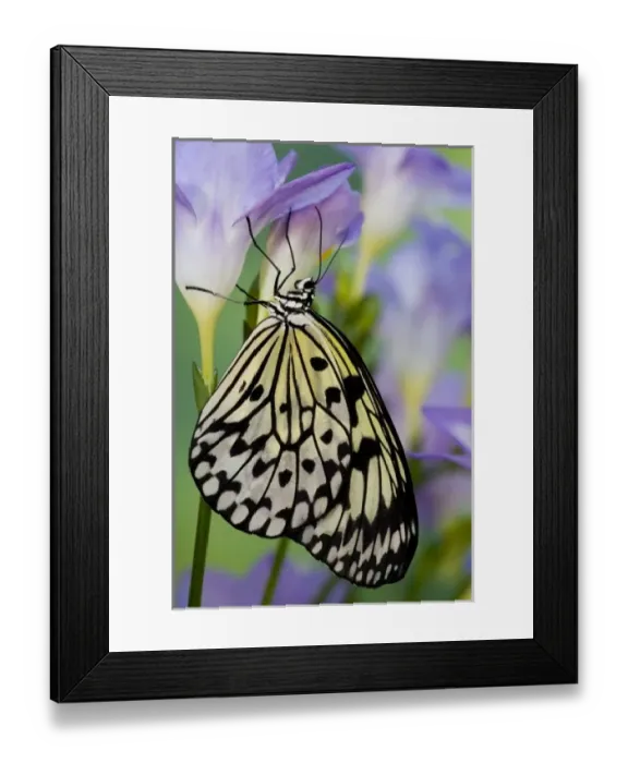 Framed Print : USA, North America, Washington Framed Print : USA, North America, Washington