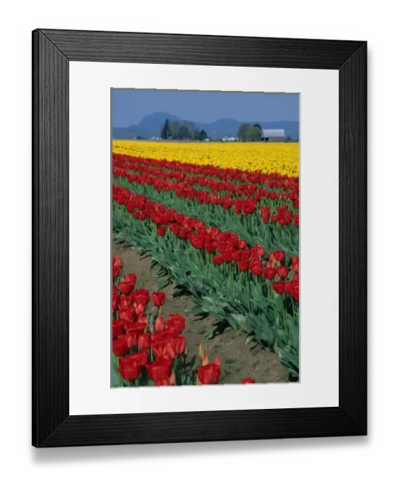 Framed Print : USA, Washington, Skagit Valley. Field of red and yellow tulips Framed Print : USA, Washington, Skagit Valley. Field of red and yellow tulips