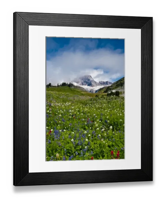 Framed Print : USA, Washington, Mt. Rainier. Morning sun blankets Mt. Rainier along the Skyline Trail Framed Print : USA, Washington, Mt. Rainier. Morning sun blankets Mt. Rainier along the Skyline Trail