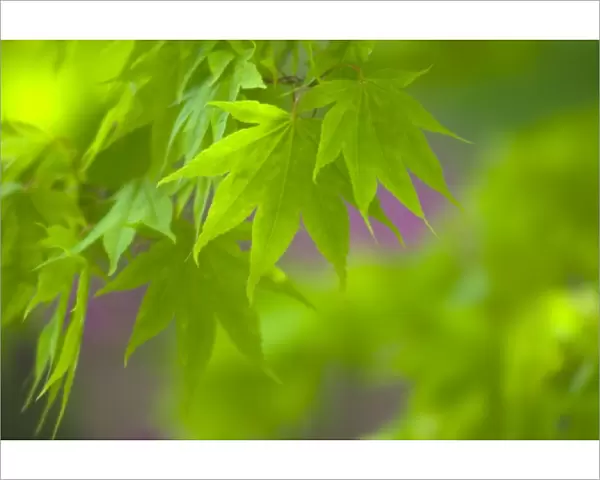 Maple Leaves with Blurred Background of Purple Flowers