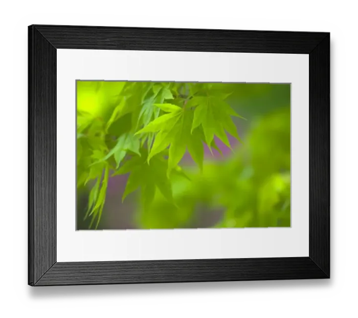 Framed Print : Maple Leaves with Blurred Background of Purple Flowers Framed Print : Maple Leaves with Blurred Background of Purple Flowers