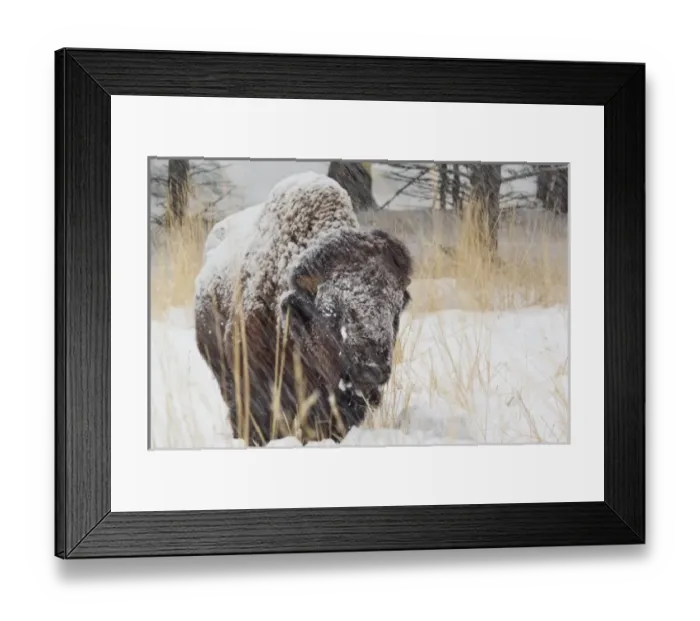 Framed Print : USA, North America, Wyoming Framed Print : USA, North America, Wyoming