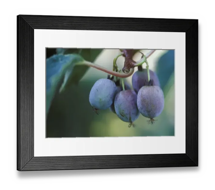 Framed Print : USA, Washington, San Juan Island, Anakiwi Ready to Harvest Framed Print : USA, Washington, San Juan Island, Anakiwi Ready to Harvest