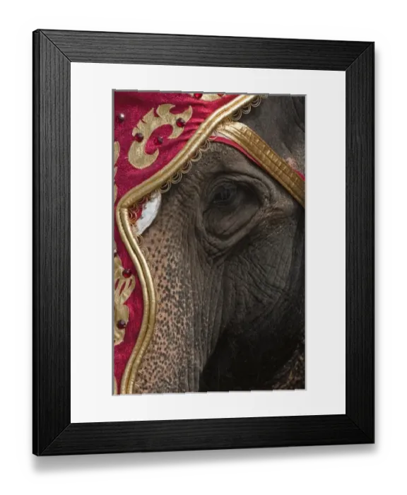 Framed Print : Milwaukee, Wisconsin. Elephants at the annual Great CIrcus Parade