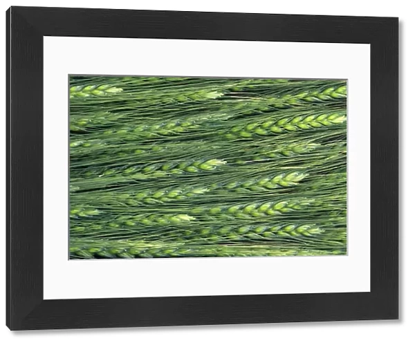 USA, Washington, Colfax. Green wheat pattern