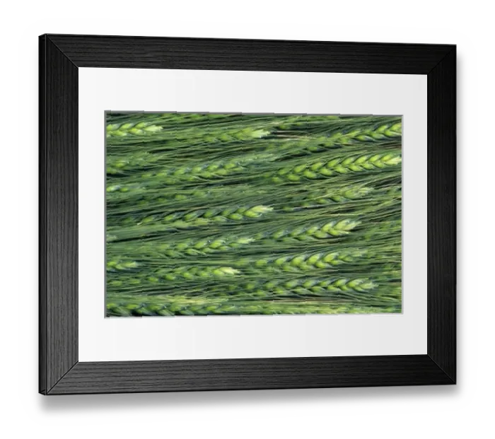 Framed Print : USA, Washington, Colfax. Green wheat pattern Framed Print : USA, Washington, Colfax. Green wheat pattern