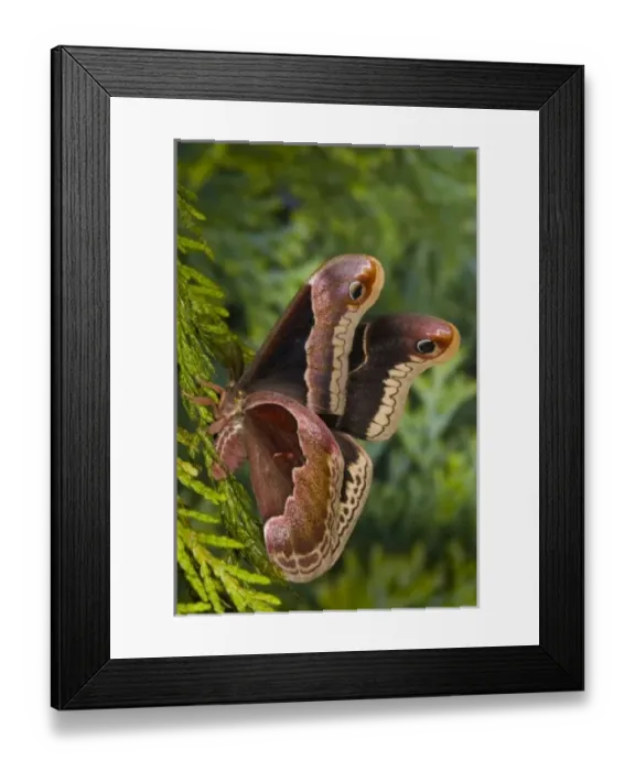 Framed Print : USA, North America, Washington Framed Print : USA, North America, Washington