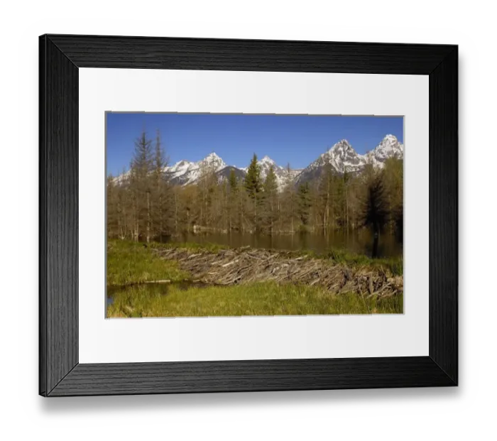 Framed Print : Part of a stick-and-mud dam across a stream with conical house indicates a beaver Framed Print : Part of a stick-and-mud dam across a stream with conical house indicates a beaver