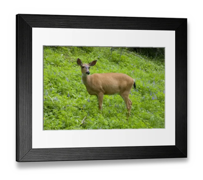 Framed Print : USA, North America, Washington Framed Print : USA, North America, Washington