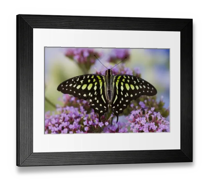 Framed Print : Sammamish Washington Tropical Butterflies photograph the Tailed Jay Butterfly, Graphium Framed Print : Sammamish Washington Tropical Butterflies photograph the Tailed Jay Butterfly, Graphium