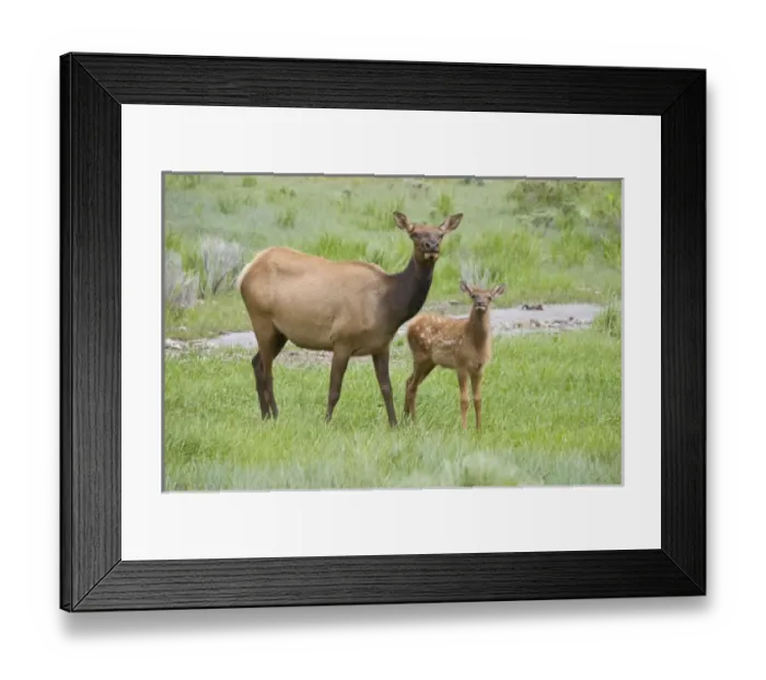 Framed Print : USA, North America, Wyoming Framed Print : USA, North America, Wyoming