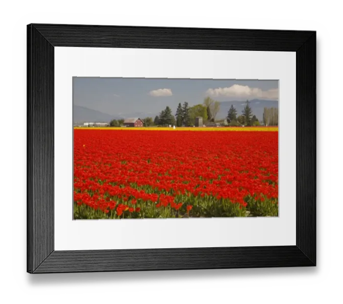 Framed Print : WA, Skagit Valley, Tulip Field in full bloom Framed Print : WA, Skagit Valley, Tulip Field in full bloom