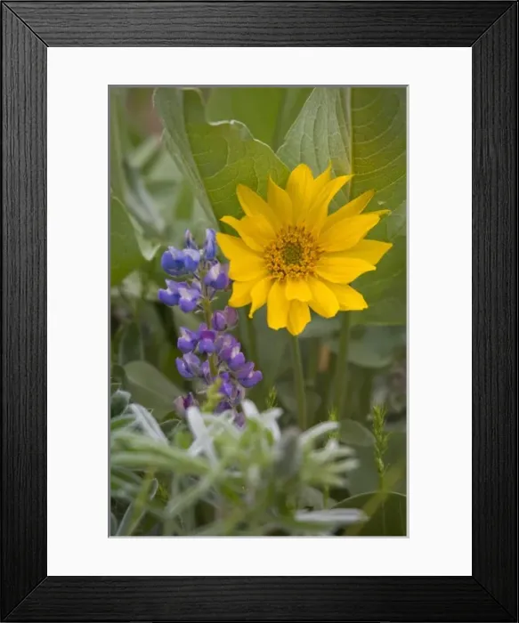 Framed Print : USA, North America, Washington Framed Print : USA, North America, Washington
