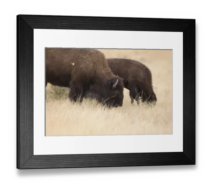 Framed Print : WY, Yellowstone Naional Park, Bison mother and calf, eating grass in the Lamar Valley Framed Print : WY, Yellowstone Naional Park, Bison mother and calf, eating grass in the Lamar Valley