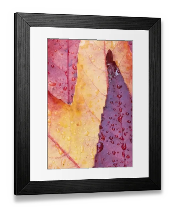 Framed Print : USA, WA, Sweet Gum Leaf Detail Framed Print : USA, WA, Sweet Gum Leaf Detail